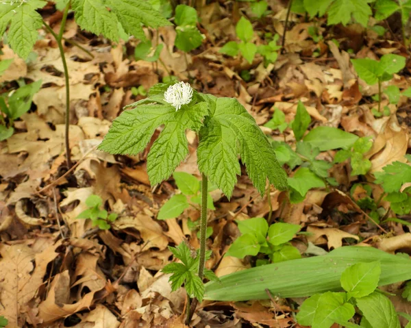 Hydrastis Canadensis Golden Seal Native North American Woodland Wildflower — Stock Photo, Image
