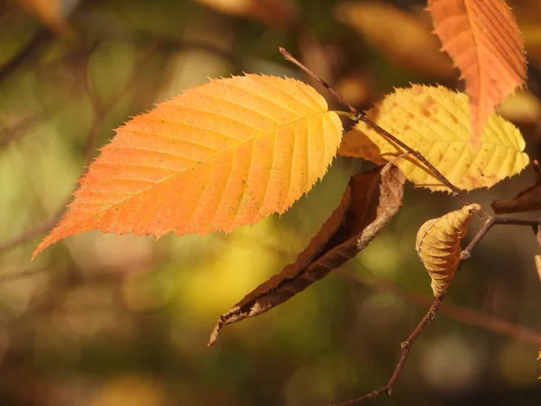 秋の季節の秋の色は自然の写真を残します — ストック写真