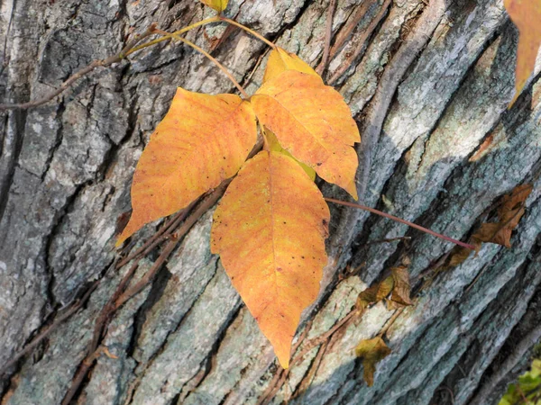Jesień Sezon Jesień Kolor Liście Fotografia Natury — Zdjęcie stockowe