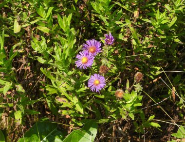 Symphyotrichum novae-angliae (New England Aster) Kuzey Amerika yerlisi Yaban Çiçeği