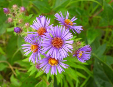 Symphyotrichum novae-angliae (New England Aster) Kuzey Amerika yerlisi Yaban Çiçeği