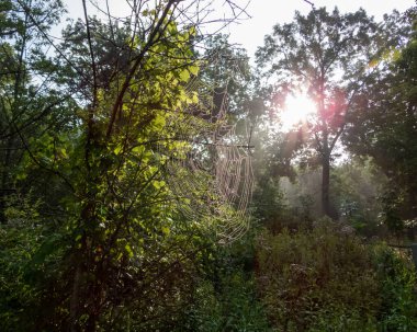Örümcek Ağı Parıltısı Güneş Işığı Sonbaharı Arkaplanından