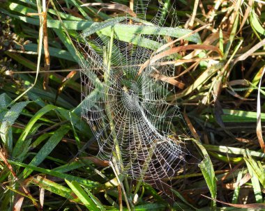 Örümcek Ağı Parıltısı Güneş Işığı Sonbaharı Arkaplanından
