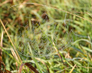 Örümcek Ağı Parıltısı Güneş Işığı Sonbaharı Arkaplanından