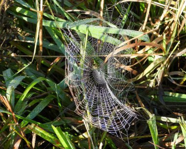 Örümcek Ağı Parıltısı Güneş Işığı Sonbaharı Arkaplanından