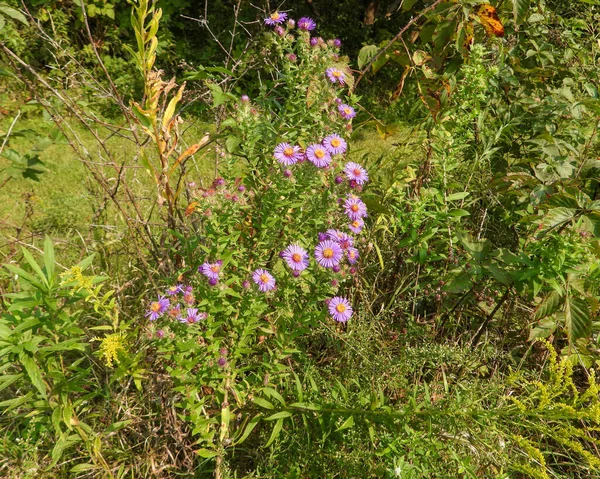 Symphyotrichum Novae Angliae Aster Nouvelle Angleterre Fleurs Sauvages Indigènes Amérique — Photo