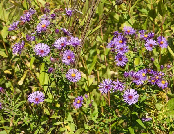 Symphyotrichum Novae Angliae New England Aster Native North American Wildflower — Stock Photo, Image