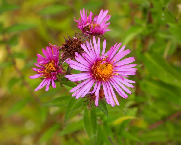 Symphyotrichum Novae Angliae New England Aster Native North American Wildflower — Foto Stock
