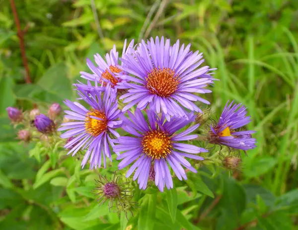 Symphyotrichum Novae Angliae New England Aster Native North American Wildflower — Foto de Stock