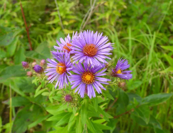 Symphyotrichum Novae Angliae New England Aster Native North American Wildflower — Fotografia de Stock