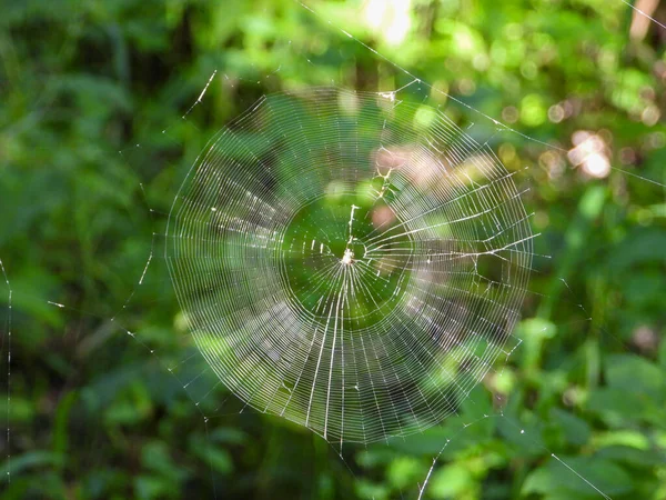Spider Web Shining Sunlight Fall Backgrounds — Stock Photo, Image