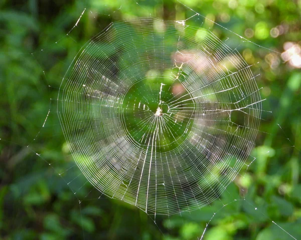 Spider Web Shining Sunlight Fall Backgrounds — Foto de Stock