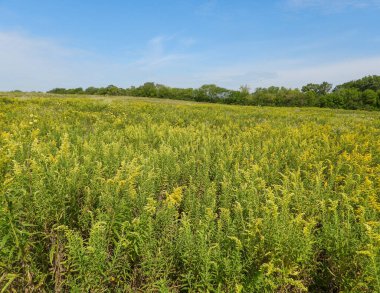 Illinois Çayır Habitatı Mavi Gökyüzü Arkaplan Manzarası Fotoğrafçılığı