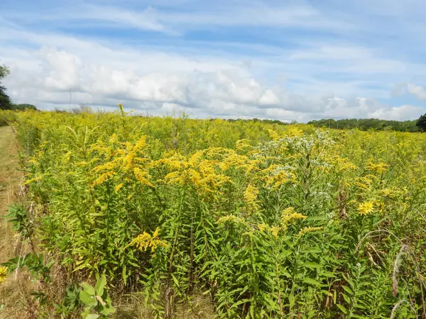 Illinois Çayır Habitatı Mavi Gökyüzü Arkaplan Manzarası Fotoğrafçılığı
