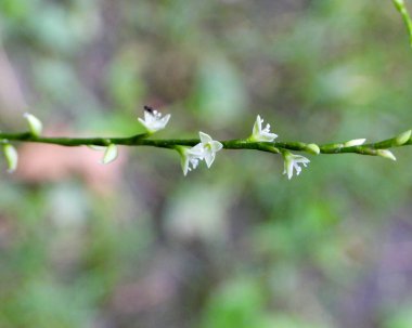 Persicaria virginiana (Jumpseed) Kuzey Amerika Orman Çiçeği