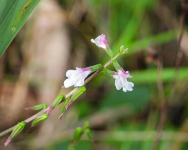 Phryma leptostachya (Amerikan Lopseed) Kuzey Amerika 'nın Kır Çiçeği