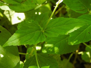 Phryma leptostachya (Amerikan Lopseed) Kuzey Amerika 'nın Kır Çiçeği