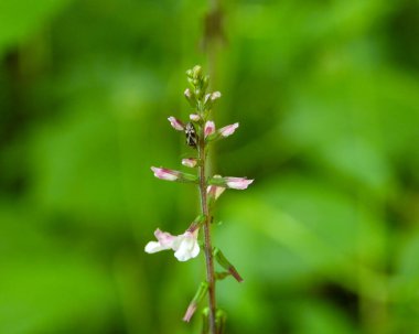 Phryma leptostachya (Amerikan Lopseed) Kuzey Amerika 'nın Kır Çiçeği