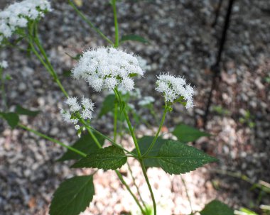 Ageratina altissima (Beyaz Yılan Ayağı) Kuzey Amerika 'nın Kır Çiçekleri