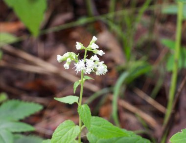 Ageratina altissima (Beyaz Yılan Ayağı) Kuzey Amerika 'nın Kır Çiçekleri