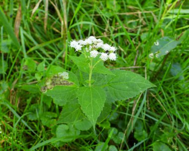 Ageratina altissima (Beyaz Yılan Ayağı) Kuzey Amerika 'nın Kır Çiçekleri