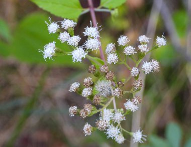 Ageratina altissima (Beyaz Yılan Ayağı) Kuzey Amerika 'nın Kır Çiçekleri