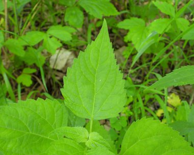 Ageratina altissima (Beyaz Yılan Ayağı) Kuzey Amerika 'nın Kır Çiçekleri