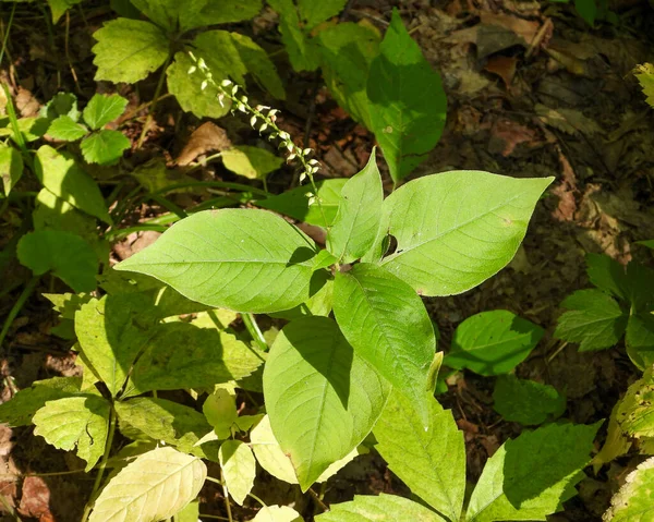 Persicaria Virginiana Стрибки Рідний Північноамериканський Ліс Wildflower — стокове фото