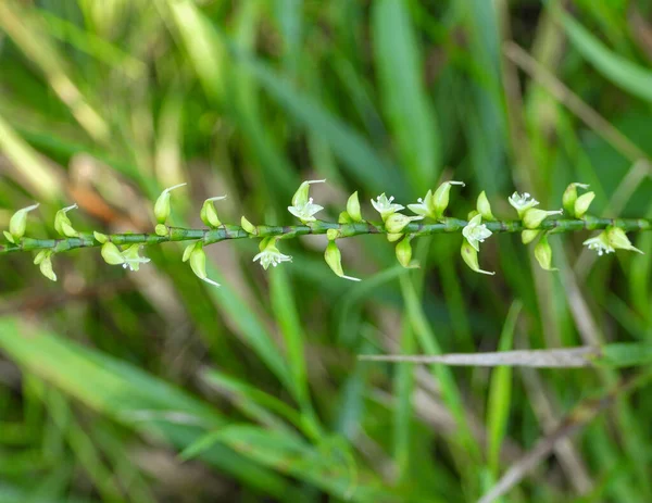 Persicaria Virginiana Jumpseed Native North American Woodland Wildflower — Foto de Stock