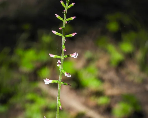 Phryma Leptostachya Amerikansk Lopseed Ursprunglig Nordamerikansk Skog Wildflower — Stockfoto