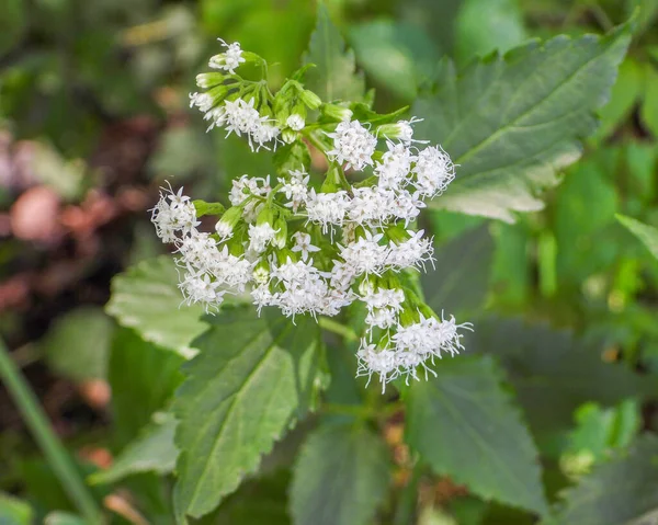 Ageratina Altissima White Snakeroot Native North American Woodland Wildflowers — Stock Photo, Image