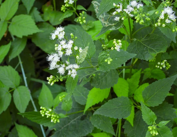 Ageratina altissima (Beyaz Yılan Ayağı) Kuzey Amerika 'nın Kır Çiçekleri