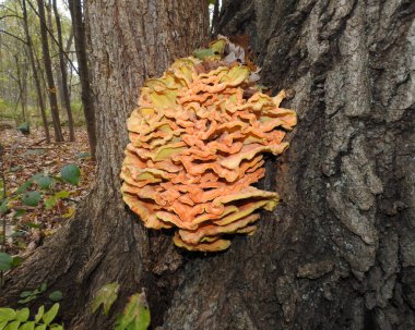 Ormanın Tavuğu (Laetiporus spp) Mantar Mantarı
