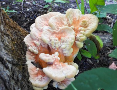 Ormanın Tavuğu (Laetiporus spp) Mantar Mantarı