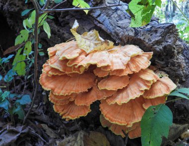 Ormanın Tavuğu (Laetiporus spp) Mantar Mantarı