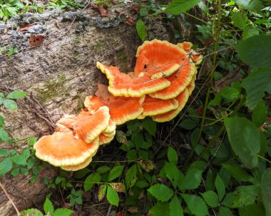 Ormanın Tavuğu (Laetiporus spp) Mantar Mantarı
