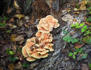 Ormanın Tavuğu (Laetiporus spp) Mantar Mantarı