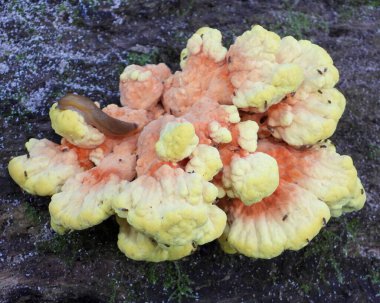 Ormanın Tavuğu (Laetiporus spp) Mantar Mantarı