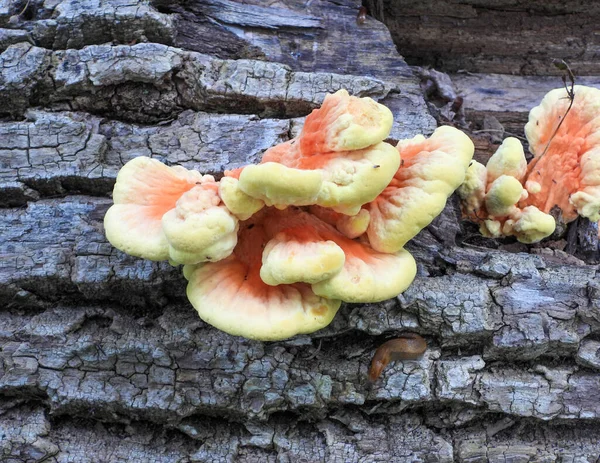 Chicken Woods Laetiporus Spp Mushroom Fungi — Stock Photo, Image
