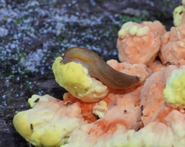 伍兹鸡 Laetiporus Spp 蘑菇真菌 — 图库照片