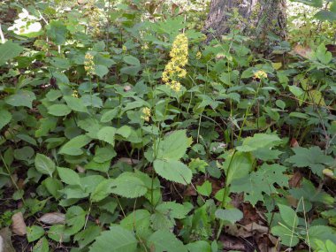 Solidago flexicaulis (Zigzag Goldenrod) Kuzey Amerika 'nın Kır Çiçeği