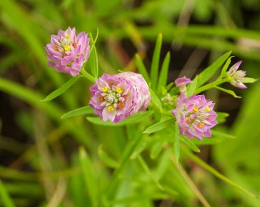Polygala sanginesi (Field Milkwort) Kuzey Amerika 'nın Kır Çiçeği