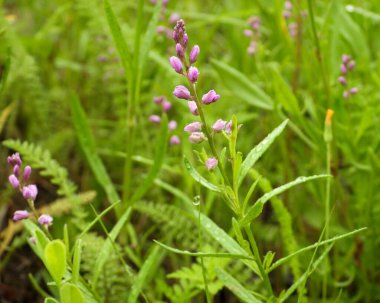 Polygala poligaması (Racemed Milkwort) Kuzey Amerika yerlisi Yaban Çiçeği