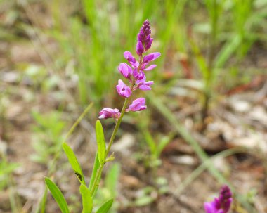 Polygala poligaması (Racemed Milkwort) Kuzey Amerika yerlisi Yaban Çiçeği