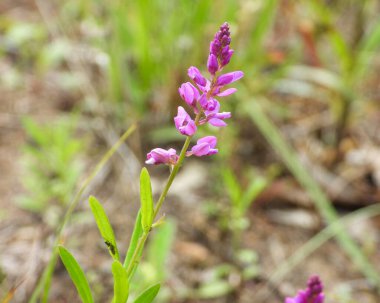 Polygala poligaması (Racemed Milkwort) Kuzey Amerika yerlisi Yaban Çiçeği