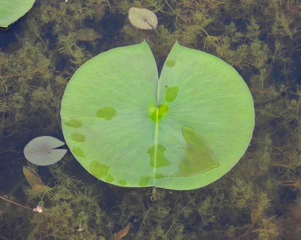 Nymphaea Odorata American White Water Lily Native North American Wetland — Stockfoto