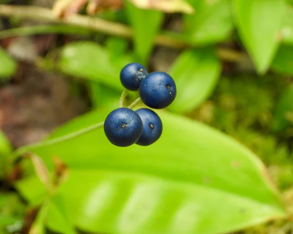 美洲野花 Bluebead 原产北美野花 — 图库照片