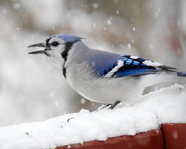 Mavi Jay (siyanocitta cristata) Kuzey Amerika 'nın arka bahçesi