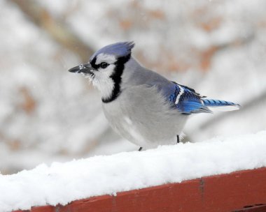 Mavi Jay (siyanocitta cristata) Kuzey Amerika 'nın arka bahçesi