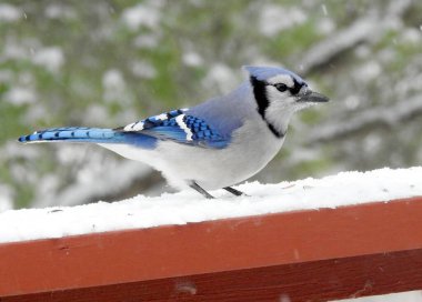 Mavi Jay (siyanocitta cristata) Kuzey Amerika 'nın arka bahçesi